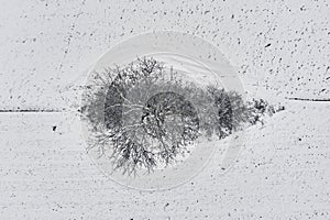 Aerial view of lonely tree in field covered with snow in cold winter morning, drone pov