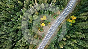 Aerial view of a long and narrow road through the dense forest with high green trees in Pemberton