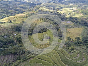 Aerial View looking down at Rice Fields