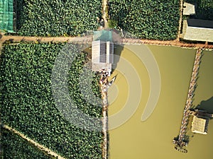 Aerial view of lotus farm