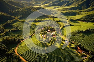 aerial view of lush coffee plantation landscape