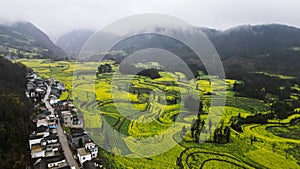 Aerial view of lush green nature in Luosi Field, Luoping China