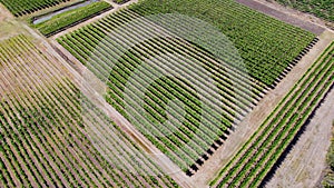 Aerial View of Lush Green Vineyards in a Rural Landscape During Daytime