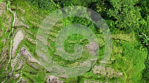 Aerial view of lush rice terraces in Bali, captured beautifully by drone