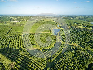 Aerial view of Macadamia Farm. photo