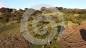 Aerial view of Madeira`s most famous tourist destination, Portugal`s rarer old trees locally called Fanal at sunset. Porto Moniz a