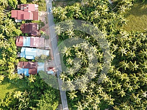 Aerial view Malays house full with coconut trees