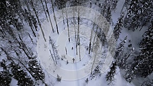 Aerial view of a man walking with his dog in deep snow in Austria. Clip. Scenic view of pine tree forest and snow