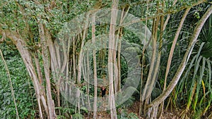 Aerial view of a man wandering in tropical forest jungles at the island Manadhoo the capital of Noonu atoll