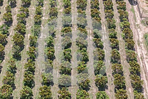 Aerial view of mango orchard