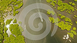 Aerial view of Mangrove forest and river.