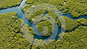 Mangrove forest in Asia. Philippines Siargao island. photo