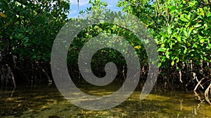 Aerial view of mangroves border the seagrass meadows