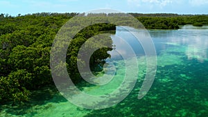 Aerial view of mangroves border the seagrass meadows