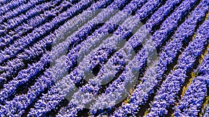 Aerial view margaret flower field form above, Rows of Margaret or Marguerite flower, Aerial view beautiful pattern of marguerite