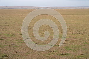 Aerial view of the Masaai Mara Reserve in Kenya, with antelope and impalas down on the ground, very small in scale