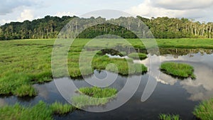 Aerial view of Mbeli Bai swampy forest