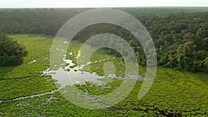 Aerial view of Mbeli Bai swampy forest