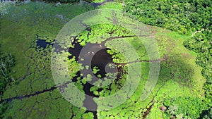 Aerial view of Mbeli Bai swampy forest