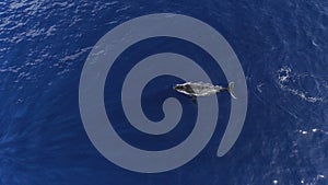 Aerial view of a migrational humpback whale