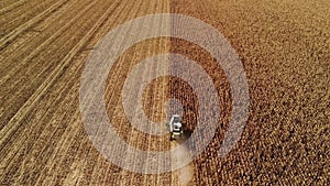 Aerial view modern combine harvesting wheat on the yellow wheat field. Back view. Agriculture scene.