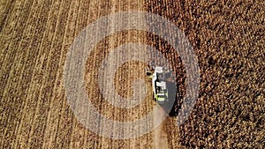 Aerial view modern combine harvesting wheat on the yellow wheat field. Top view. Agriculture scene.