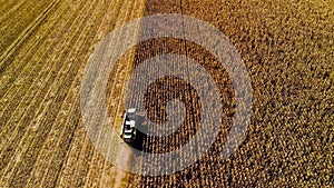 Aerial view modern combine harvesting wheat on the yellow wheat field. Top view. Agriculture scene.