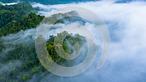 Aerial view of morning mist at tropical rainforest mountain, background of forest and mist, Aerial top view background forest