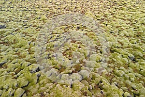 Moss covered lava field in Iceland