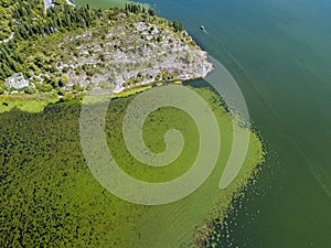 Aerial view of a motor boat in navigation that runs along an area full of water lilies. Lake Skadar, Montenegro