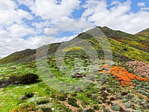 Aerial view of Mountain with California Golden Poppy and Goldfields blooming in Walker Canyon, Lake Elsinore, CA. USA.