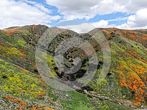 Aerial view of Mountain with California Golden Poppy and Goldfields blooming in Walker Canyon, Lake Elsinore, CA. USA.