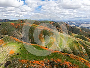 Aerial view of Mountain with California Golden Poppy and Goldfields blooming in Walker Canyon, Lake Elsinore, CA. USA.