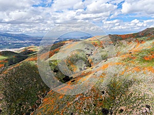 Aerial view of Mountain with California Golden Poppy and Goldfields blooming in Walker Canyon, Lake Elsinore, CA. USA.