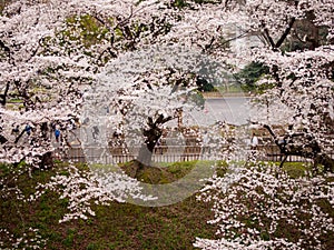 Aerial view of multiple Somei Yoshino Sakura trees, Nagoya, Japan photo