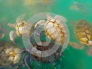 Aerial view of Multiple turtles swimming in caribbean sea