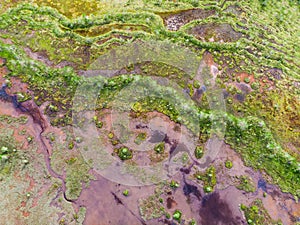 Aerial view on natural swamp from above, wild nature background - Karelia region