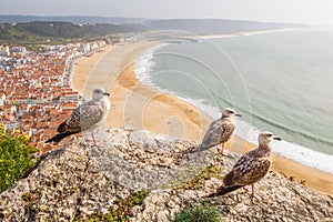 Aerial view of NazarÃÂ© town observed by yellow-legged gulls in Portugal photo