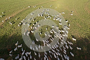 Aerial view of Nelore cattle on pasture