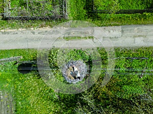 Aerial view of the nest with storks. A family of storks is waiting for their offspring. Two large storks guard the eggs in the