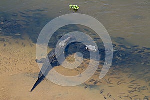 Aerial view of a Nile Crocodile Crocodylus niloticus in a river
