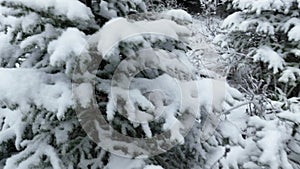 Aerial view of north snowy forest winter landscape, snowfall and first fresh snow covered forest, top down view.