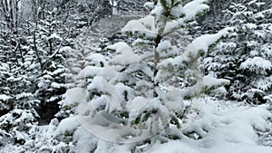 Aerial view of north snowy forest winter landscape, snowfall and first fresh snow covered forest, top down view.