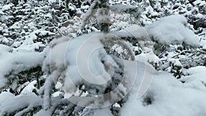 Aerial view of north snowy forest winter landscape, snowfall and first fresh snow covered forest, top down view.