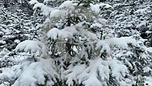 Aerial view of north snowy forest winter landscape, snowfall and first fresh snow covered forest, top down view.