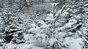 Aerial view of north snowy forest winter landscape, snowfall and first fresh snow covered forest, top down view.