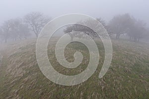 Aerial View of Oak Trees and Fog in California