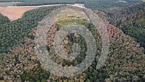 Aerial view oil palm farm is redevelop