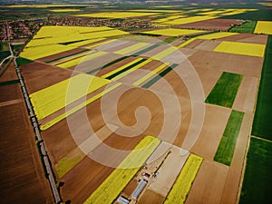 Aerial View of Oilseed Field ready for harvester