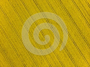 Aerial View of Oilseed Field ready for harvester